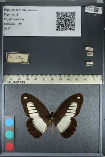 Media type: image;   Entomology 171981